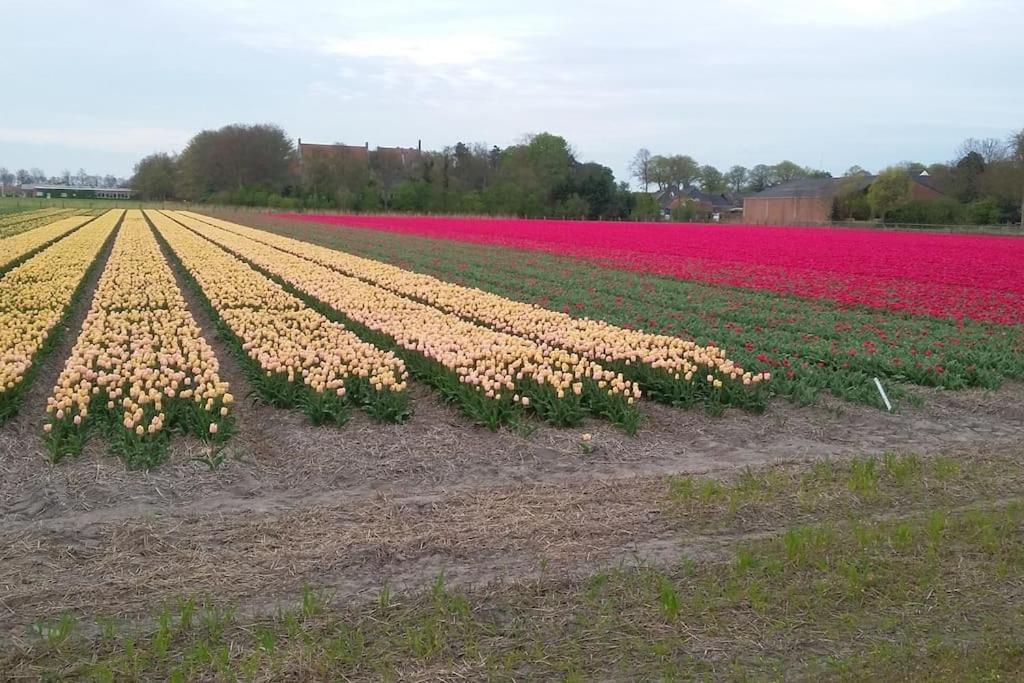 Cottage Egmond-Binnen Met Besloten Tuin Kültér fotó