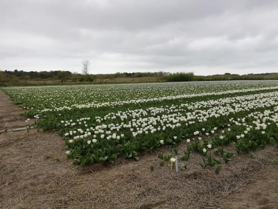 Cottage Egmond-Binnen Met Besloten Tuin Kültér fotó