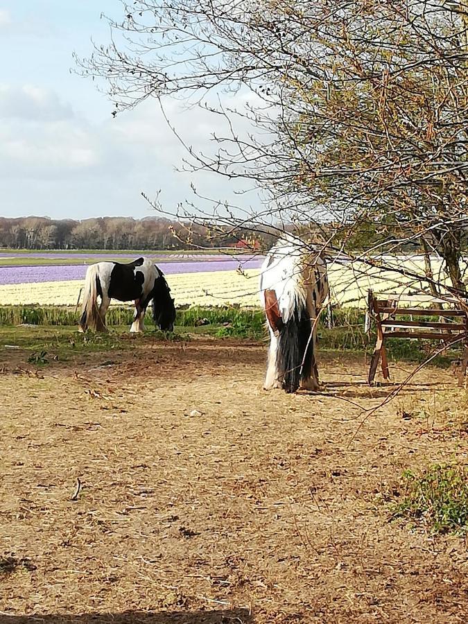 Cottage Egmond-Binnen Met Besloten Tuin Kültér fotó
